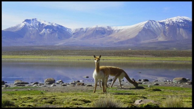 Visit Lauca National Park and Chungara lake in Arica, Chile