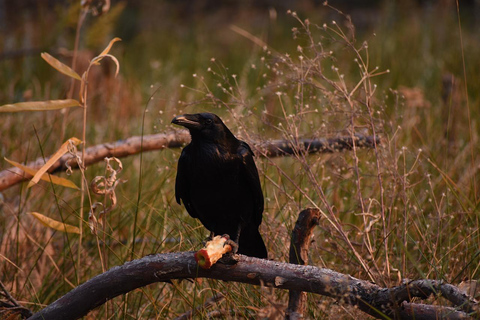 Day trip to mikumi national park with private transfer