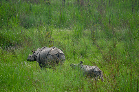 Chitwan: 2 Nights 3 Days Hotel and Ethical Jungle Safari