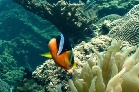 Half Day Dolphin Watch Sea Trip,departing from Taqah Port.