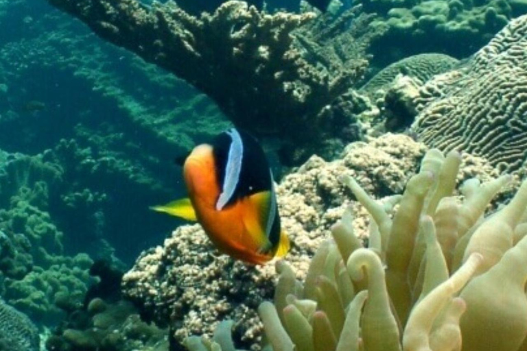 Half Day Dolphin Watch Sea Trip,departing from Taqah Port.