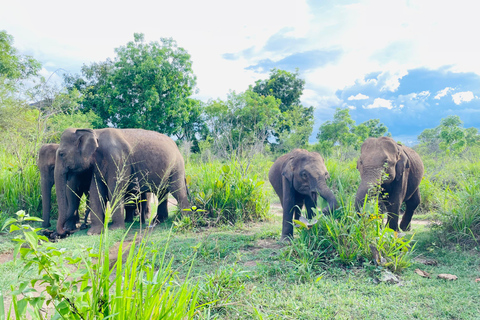 Sigiriya/Dambulla/Habarana: Minneriya National Park Safari