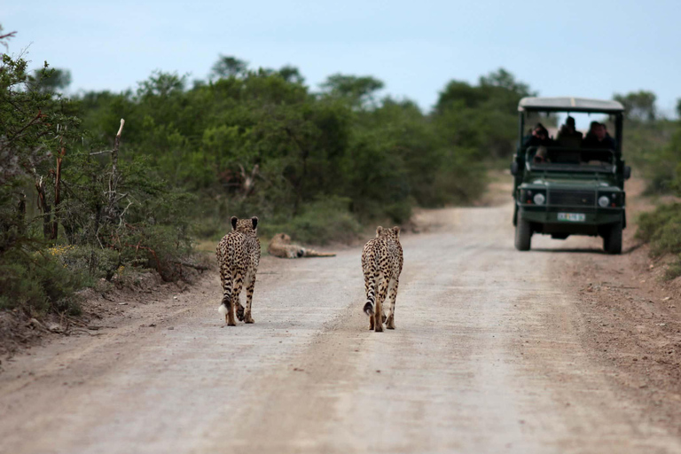 塔兰吉雷国家公园和恩戈罗恩戈罗保护区 2 日游。塔兰吉雷国家公园和恩戈罗恩戈罗火山口 2 日游。