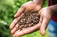 共享/私人全天蓝山之旅 - 山顶景点 - Housity