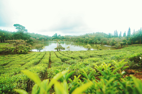 The Tea, Rum and Vanilla Route with lunch and pick up