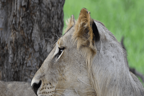 Tanzania: 4-Day Safari to Tarangire, Serengeti and More