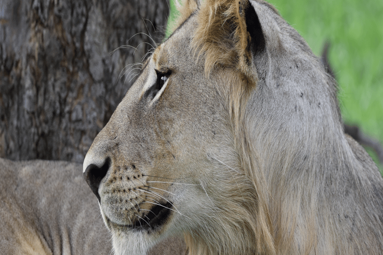 Tanzania: 4-Day Safari to Tarangire, Serengeti and More