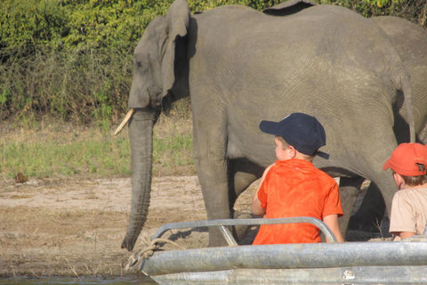 Kasane-Boat Cruise - Chobe River with Transfer Kasane-Boat Cruise - Chobe River with Transfer