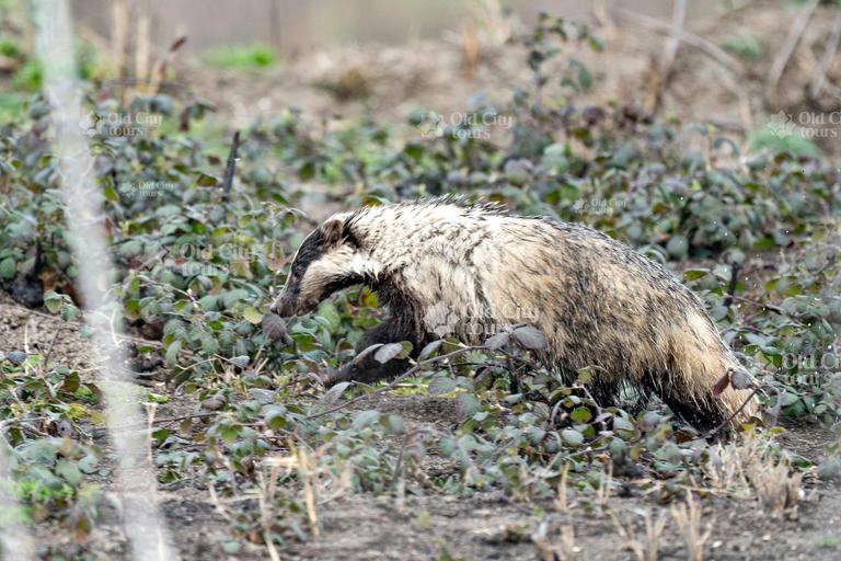 Shirvan Eco-Tour: Gazelles, Birdwatching & Village Lunch Private tour