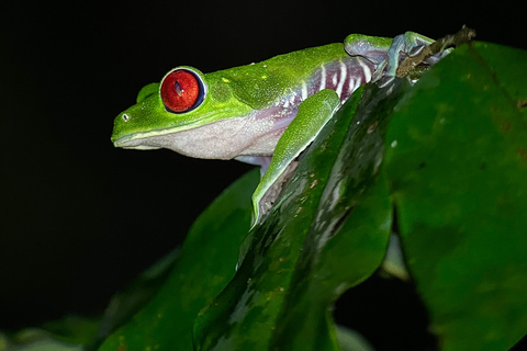 Puerto Jimenez: Jungle Night Walk near Corcovado NP