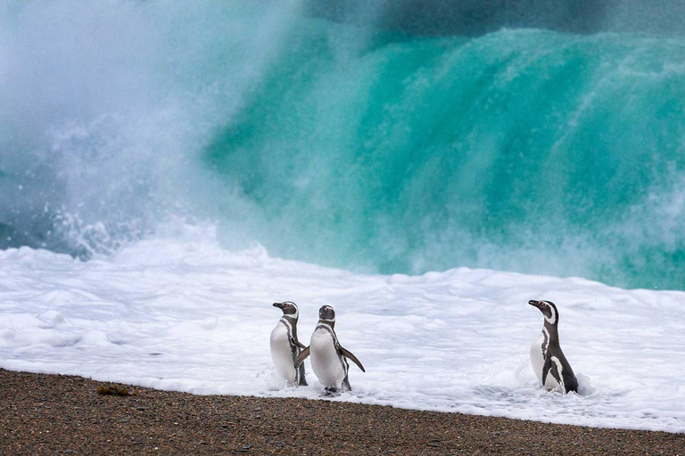 El Calafate: Monte León 4x4 Wolves and Penguins Excursion