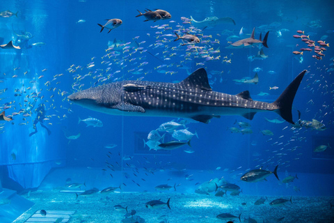 Japan Osaka: Aquarium Kaiyukan Admission Ticket