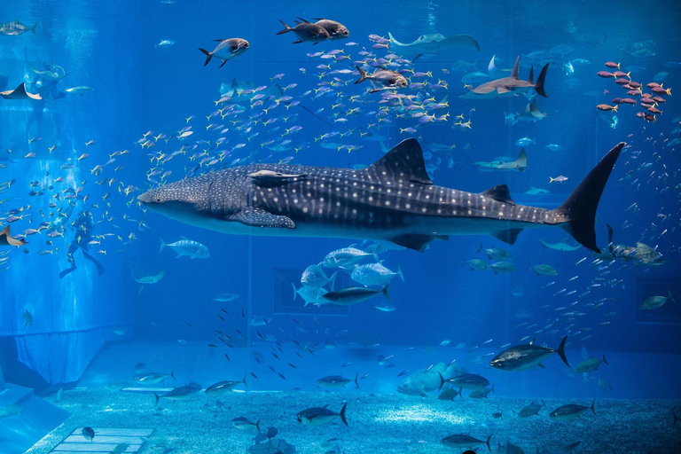Japan Osaka: Aquarium Kaiyukan Admission Ticket