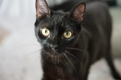 Bilbao: 1 Hour Entry Ticket to a Cat Café