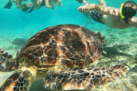 Gili Trawangan: Gili Island 3 Spots Schnorcheln mit Schildkröte