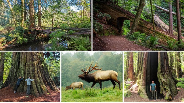 Visit Wonder of the Redwoods - Prairie Creek State Park in Klamath, California