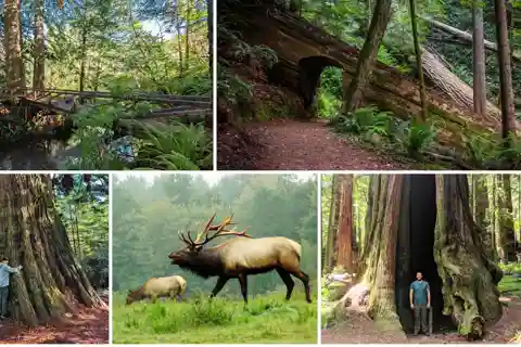 Prairie Creek State Park: Redwood Forest Hiking Tour