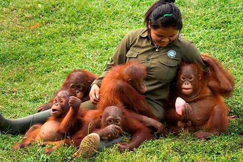 Depuis Jakarta : Parc safari, chute d&#039;eau et plantation de thé