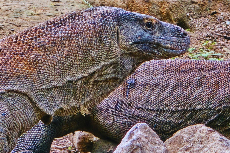 Labuan Bajo: Komodo Island Speedboat Tour with Snorkeling