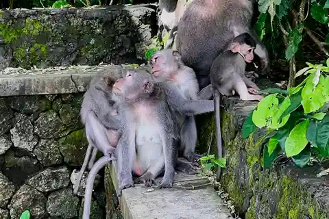 Ubud : Forêt sacrée des singes, visite de la grotte de Barong en quad et des chutes d'eau