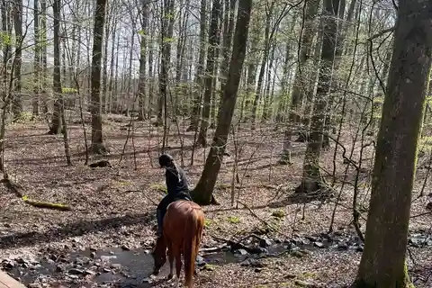 Söderåsens Nationalpark: 2,5h horse back ride