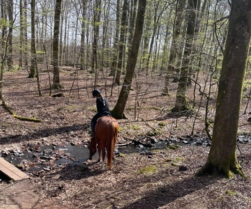 Söderåsens Nationalpark: 2,5h horse back ride