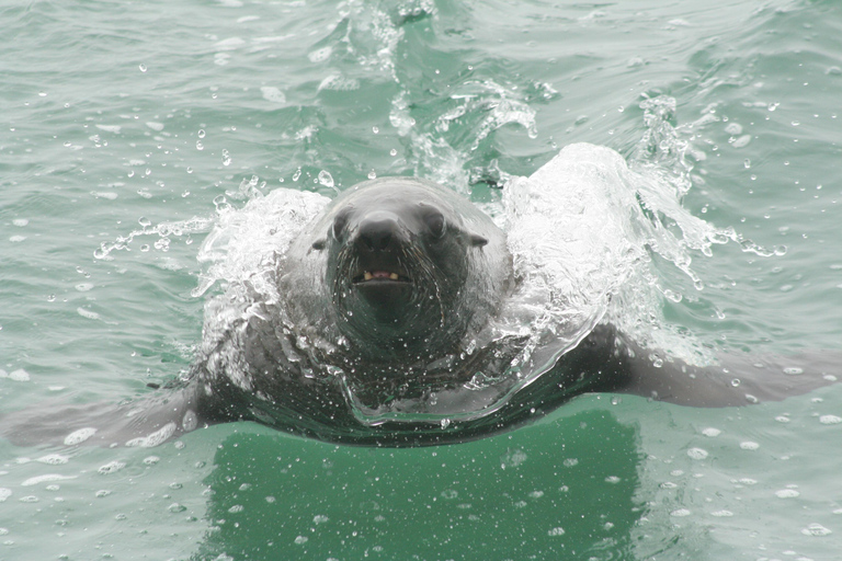 Walvis Bay: Seal Kayaking Adventure with Brunch