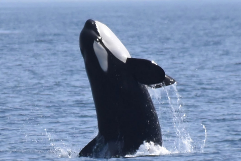 New: Into the Wild - 3H w/Marine Biologists - dolphins &more