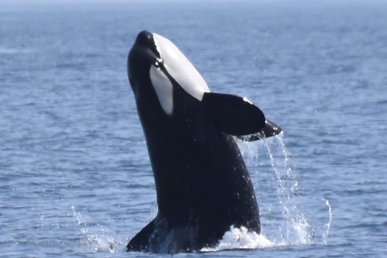 New: Into the Wild - 3H w/Marine Biologists - dolphins &more