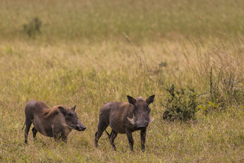 Från Zanzibar: Mikumi Safari med tvåmotorigt flygplan + lunchMikumi Safari – utan transfer