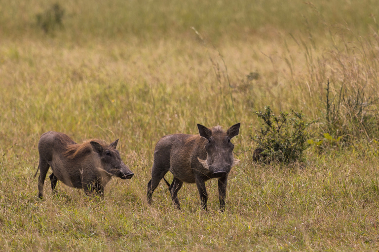 Från Zanzibar: Mikumi Safari med tvåmotorigt flygplan + lunchMikumi Safari – utan transfer