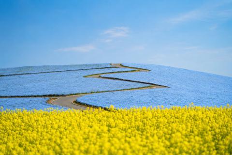Tokyo: Hitachi Seaside Park, Oarai Shrine & Seafood Day Trip