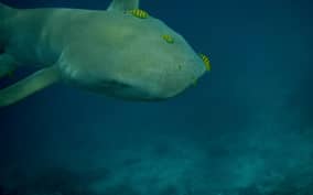  - Canarie.it