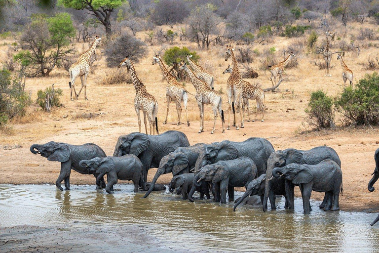 Från Zanzibar: Mikumi dagssafari (flyg och öppen safari-jeep)