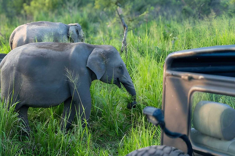 From Trincomalee: Sigiriya Rock Fortress & Safari Day Trip