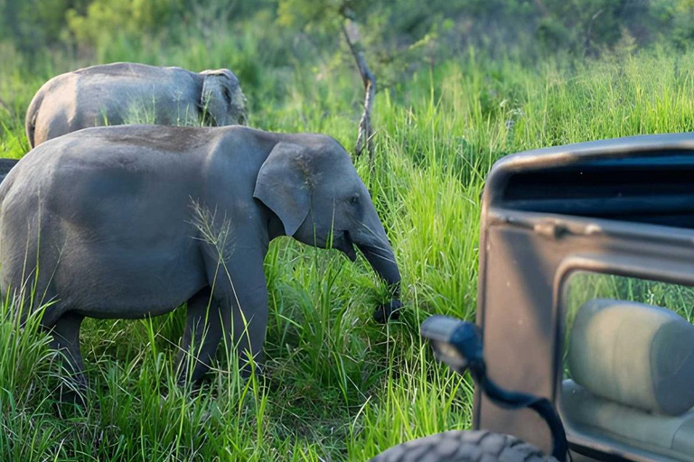 From Trincomalee: Sigiriya Rock Fortress & Safari Day Trip