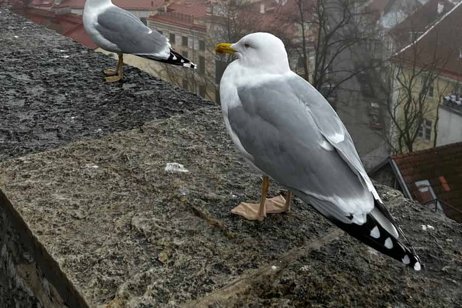 Tallinn: Rundgang durch die Altstadt. Foto: GetYourGuide