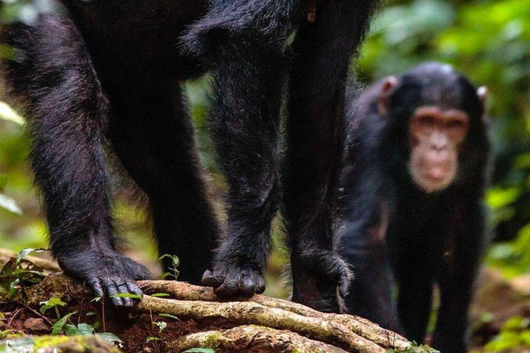 Nairobi: tour di un giorno a Ol Pejeta da NairobiNairobi: Tour di un giorno di Ol Pejeta da Nairobi