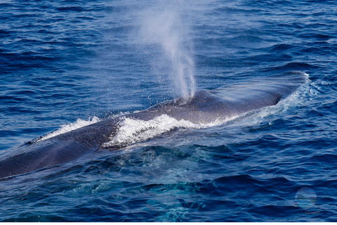 Mauritius: Whale and Dolphin Watching Speedboat Tour