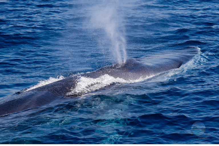 Mauritius: Whale and Dolphin Watching Speedboat Tour