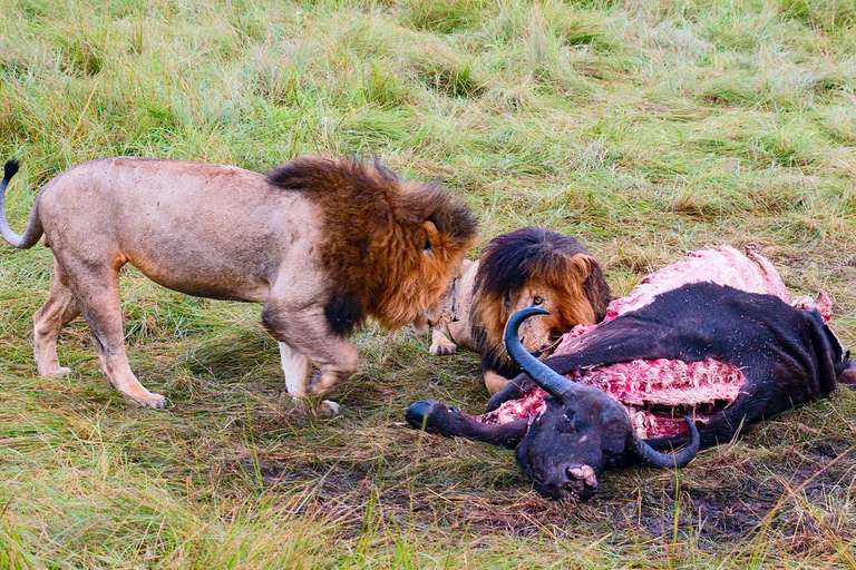 Masai Mara: 3 Days 2 nights Private Safari in a 4X4 Jeep Masai Mara: 3 Day Private Safari in a 4X4 Jeep Midrange