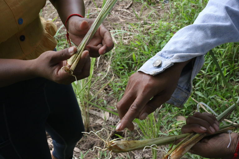 Maak etherische olie met een dorpsherbalist in de buurt van Phnom PenhMaak etherische olie met een kruidendokter in een dorpje bij Phnom Penh