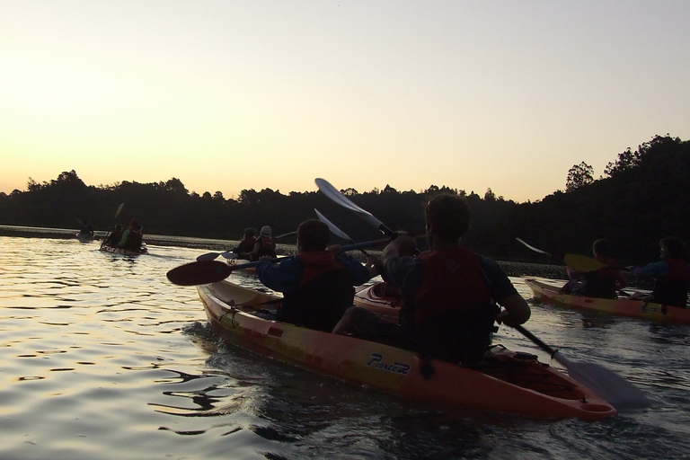 Auckland : Visite nocturne en kayak de la bioluminescence avec encadrementAuckland : Excursion nocturne en kayak à la recherche des bioluminescences avec cours