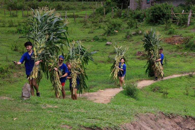 Chiang Mai: Full Day Living Green Elephant Sanctuary Chiangmai: Full Day Living Green Elephant Sanctuary