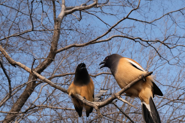 Spot Tigers and other wild of Ranthambore on a Day-Same Tour Ranthambore day trip with local guide full day + naturalist