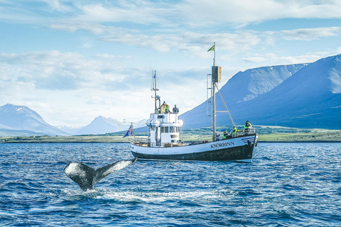 Árskógssandur: Bootsfahrt zur Walbeobachtung