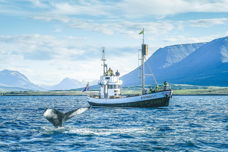 Árskógssandur: passeio de barco para observação de baleias