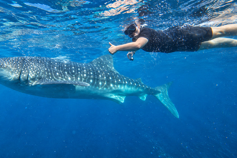 Cebu: Oslob Whale Shark Swimming Experience with Transfer