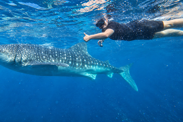 Cebu: Oslob Whale Shark Swimming Experience with Transfer