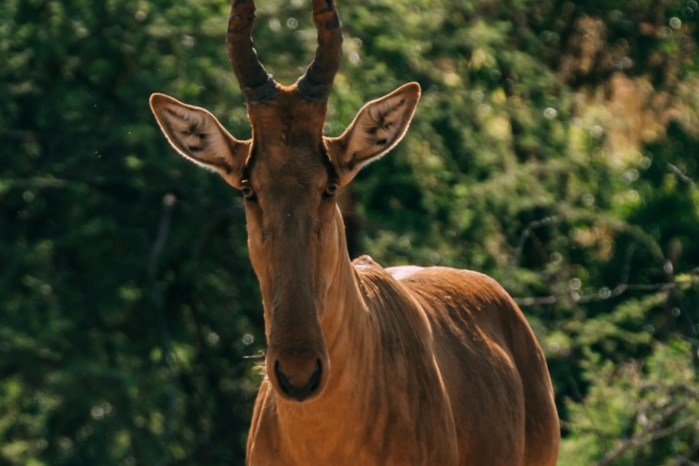 3 Tage Budget-Safari zum Queen Elizabeth National Park